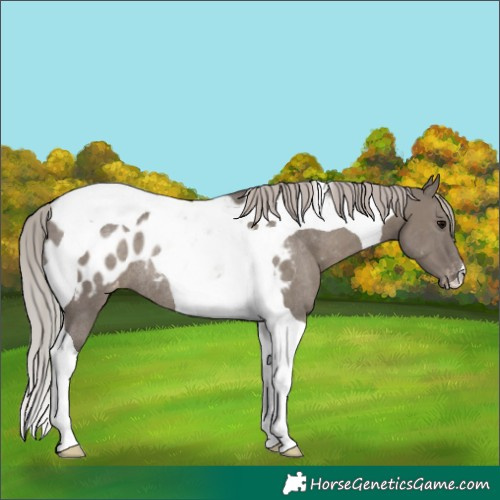 Horse Color:Silver Grullo Tobiano Near Leopard Rabicano 