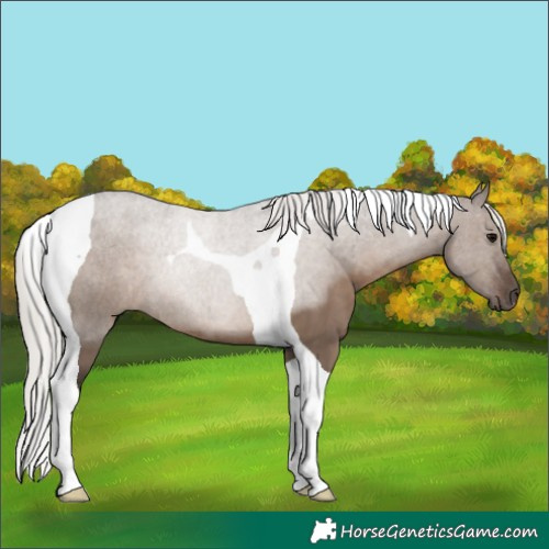 Horse Color:Silver Grullo Tobiano Rabicano 