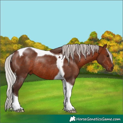 Horse Color:Silver Brown Tobiano Rabicano 