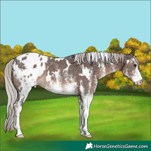 Horse Color:White Spotted Silver Black Blanket Rabicano 