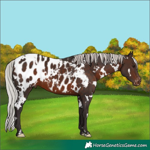Horse Color:White Spotted Silver Brown Appaloosa 