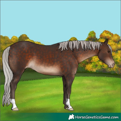 Horse Color:Silver Brown Appaloosa 