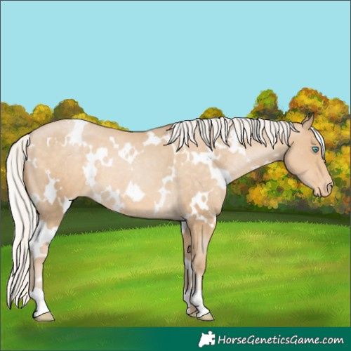Horse Color:White Spotted Silver Buckskin Pearl Varnish 