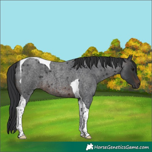Horse Color:Brown Roan Tobiano 