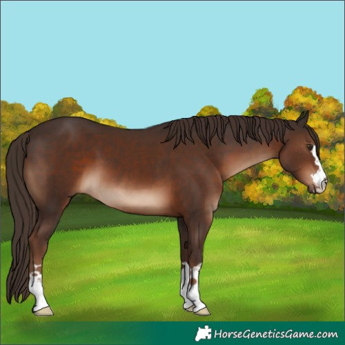 Horse Color:Liver Chestnut 
