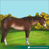 Horse Color:Liver Chestnut 