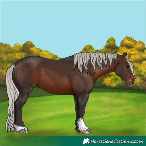 Horse Color:Silver Brown Appaloosa 