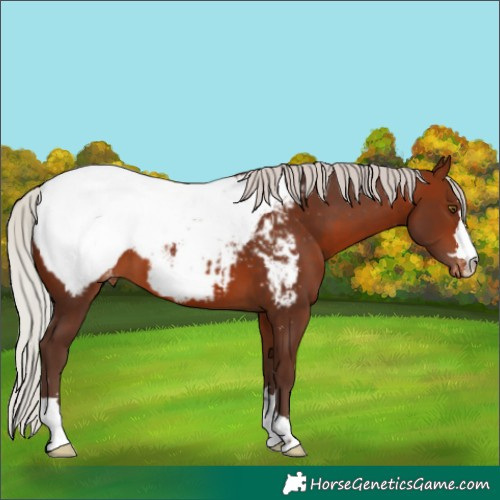 Horse Color:Silver Brown Appaloosa 