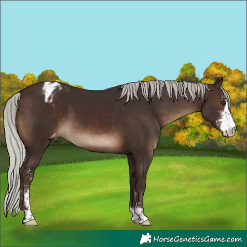 Horse Color:Silver Brown Sabino Varnish 