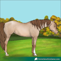 Horse Color:Liver Red Dun Pearl Appaloosa