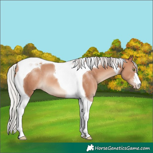 Horse Color:Silver Sable Champagne Tobiano 