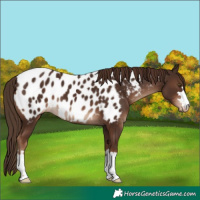 Horse Color:Liver Chestnut Appaloosa 