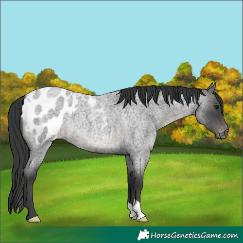 Horse Color:Blue Roan Blanket 