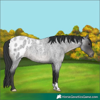 Horse Color:Blue Roan Blanket