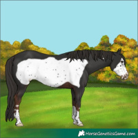 Horse Color:Liver Chestnut Frame 
