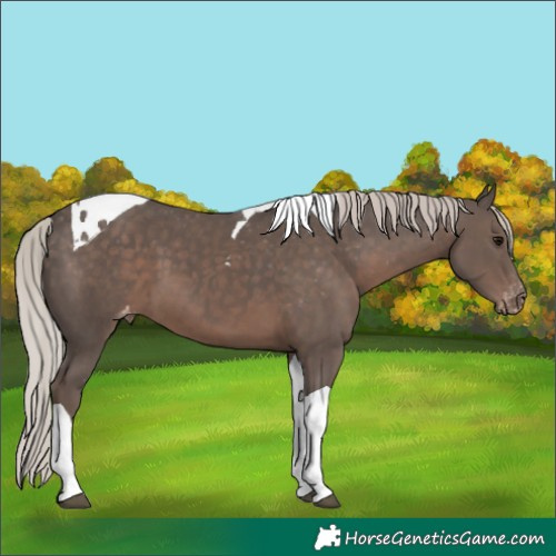 Horse Color:Silver Black Tobiano Appaloosa 