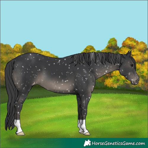Horse Color:Black Appaloosa 