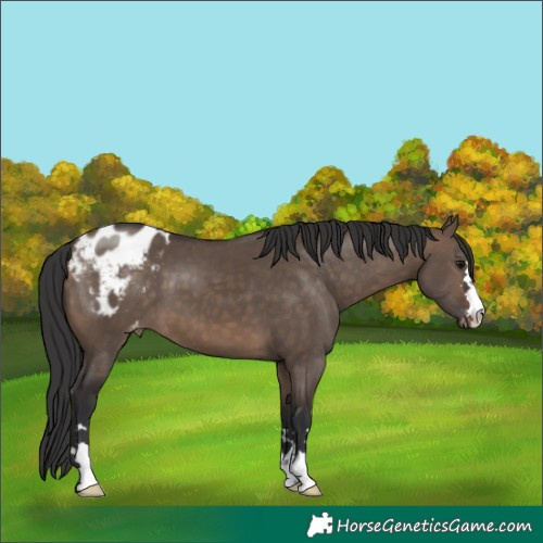 Horse Color:Brown Dun Appaloosa