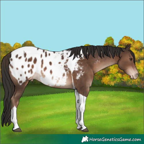 Horse Color:Liver Chestnut Tobiano Appaloosa 