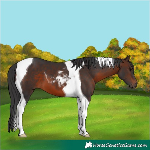 Horse Color:Brown Tobiano 
