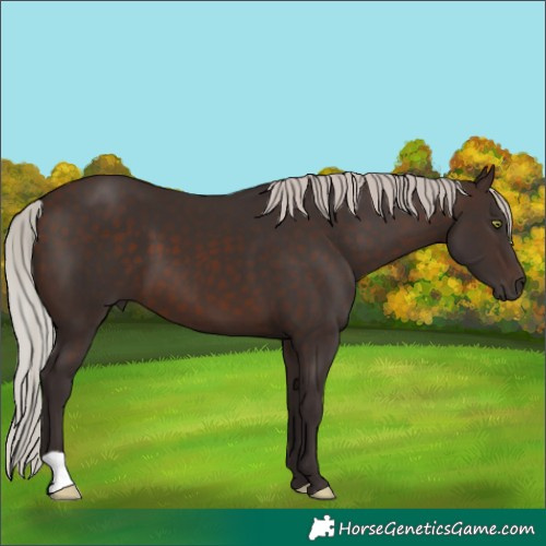 Horse Color:Silver Brown