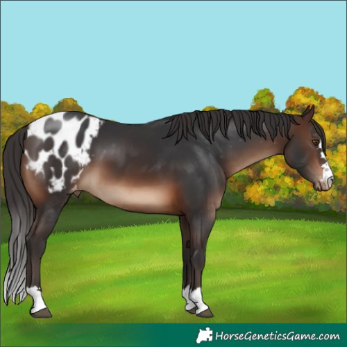 Horse Color:Brown Appaloosa 