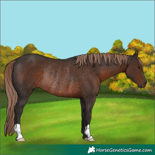 Horse Color:Liver Chestnut Rabicano
