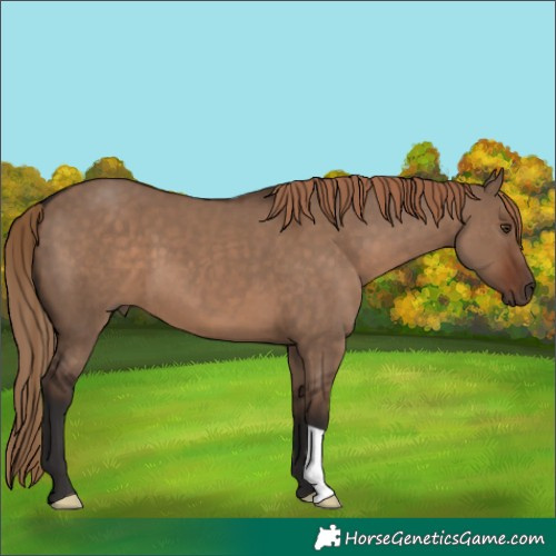 Horse Color:Liver Red Dun