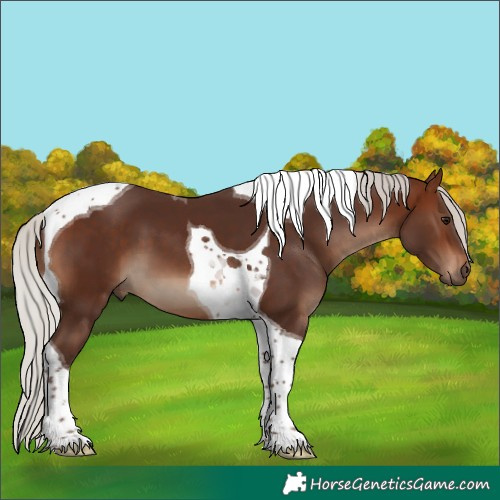 Horse Color:Silver Brown Tobiano 