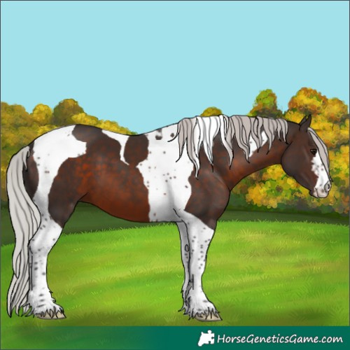 Horse Color:Silver Brown Tobiano