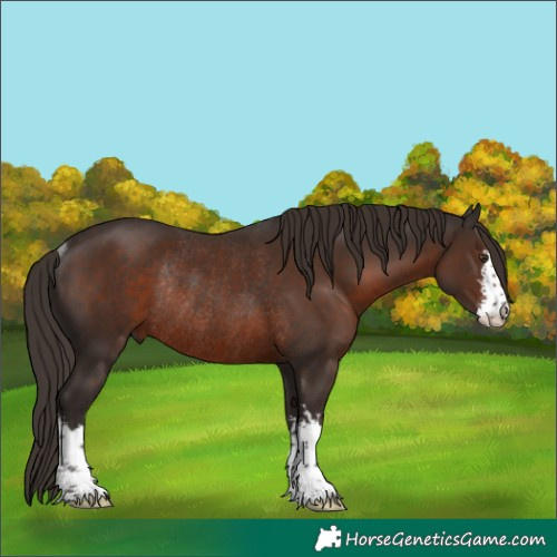 Horse Color:White Spotted Liver Chestnut Rabicano