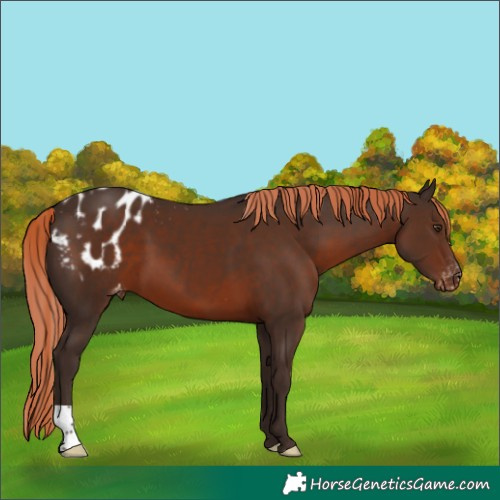 Horse Color:Liver Chestnut Appaloosa 