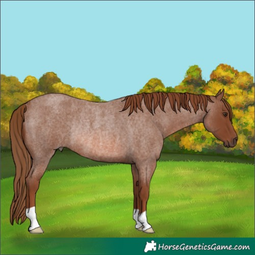 Horse Color:Red Roan Rabicano 