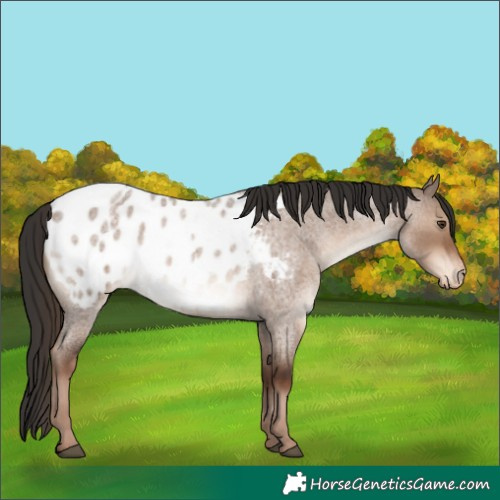 Horse Color:Liver Red Dun Roan Appaloosa