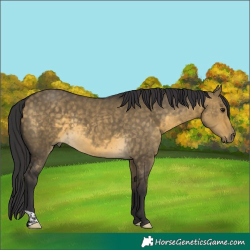 Horse Color:Buckskin Dun 