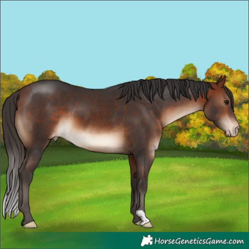 Horse Color:Bay Appaloosa