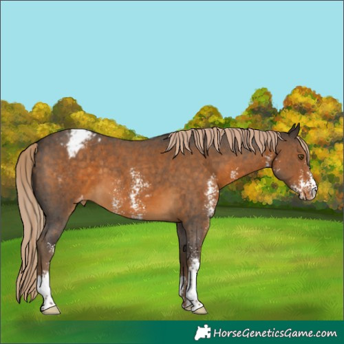 Horse Color:Chocolate Palomino Sabino Varnish 