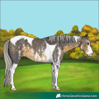Horse Color:Silver Buckskin Sabino Tobiano 