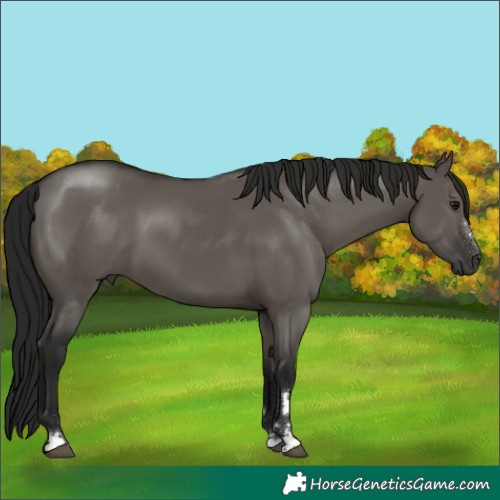 Horse Color:Gray Grullo 