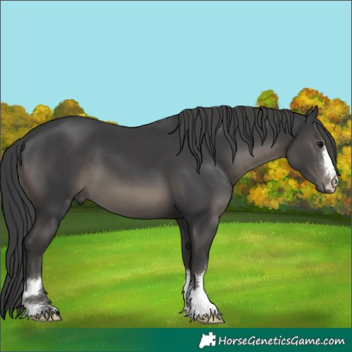 Horse Color:Black 