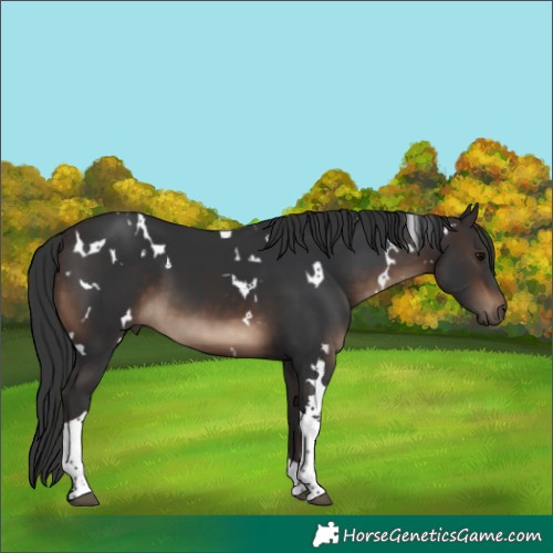 Horse Color:White Spotted Brown Tobiano 