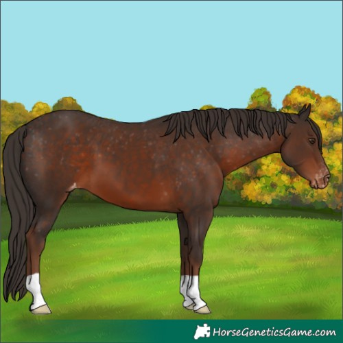 Horse Color:Liver Chestnut Varnish 
