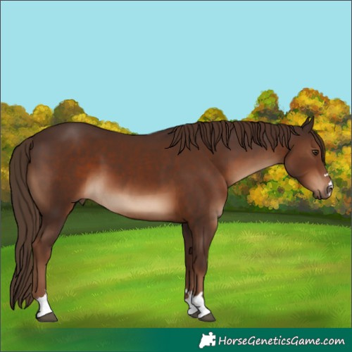 Horse Color:Liver Chestnut 