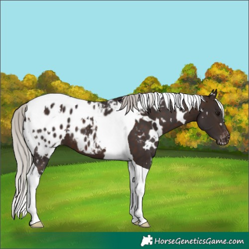 Horse Color:White Spotted Silver Brown Tobiano Blanket 