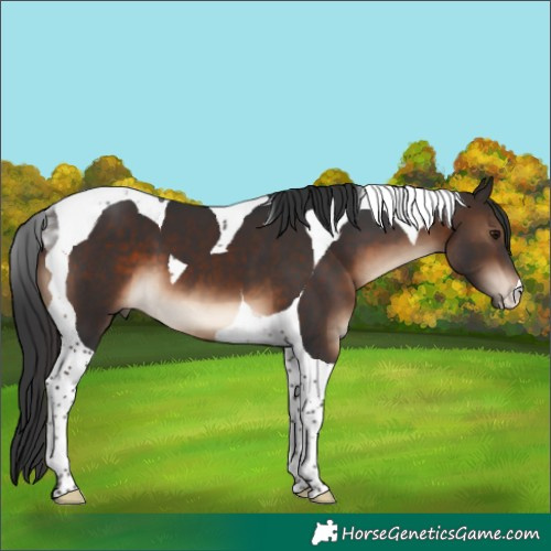 Horse Color:Brown Tobiano 