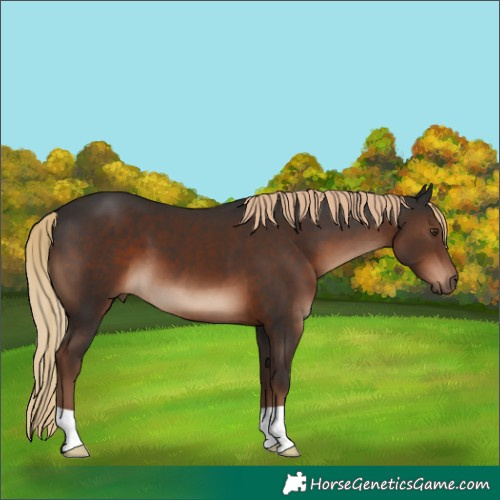 Horse Color:Liver Chestnut