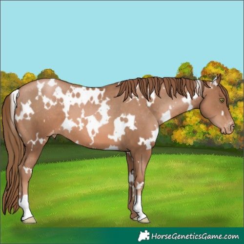 Horse Color:White Spotted Liver Chestnut Pearl Appaloosa 