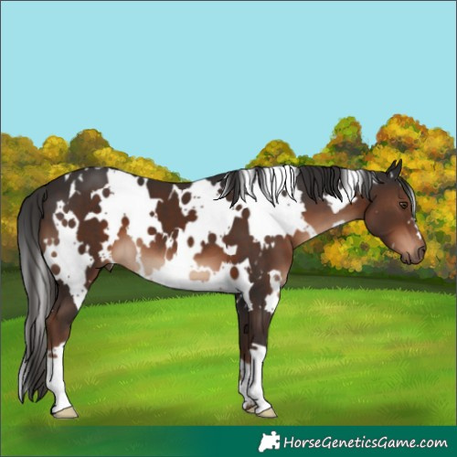 Horse Color:White Spotted Liver Chestnut