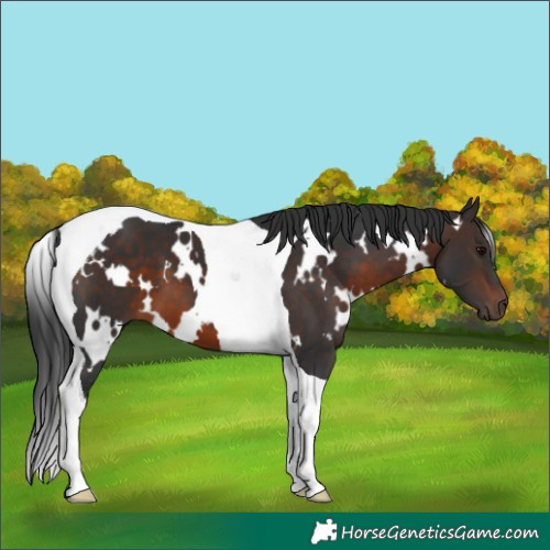 Horse Color:White Spotted Brown Tobiano 