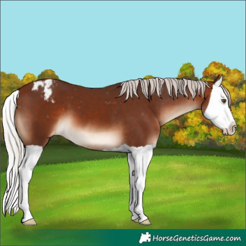 Horse Color:Silver Brown Splash Appaloosa